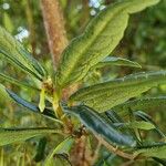 Crinodendron hookerianum Ліст