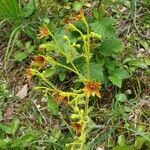 Saxifraga mutata Flor