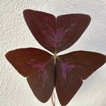 Oxalis triangularis 葉