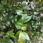 Eugenia uniflora Leaf