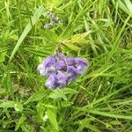 Scutellaria hastifolia Celota