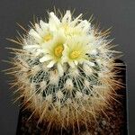 Stenocactus vaupelianus Агульны выгляд