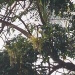 Millingtonia hortensis Cvet