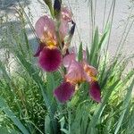 Iris x germanica Flors