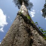 Celtis mildbraedii Rinde
