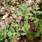 Hydrophyllum capitatum Blad