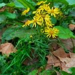 Senecio inaequidens Агульны выгляд