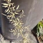 Eragrostis barrelieri Flower