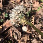 Taraxacum dissectum Плод