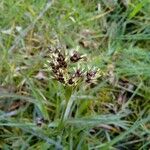 Luzula spicata Leaf