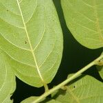 Combretum decandrum Leaf