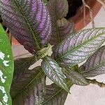 Strobilanthes auriculata 葉