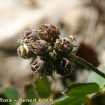 Medicago coronata Froito