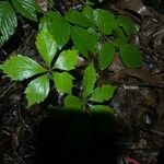 Panax quinquefolius Blad