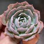Echeveria derenbergii Foglia
