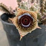 Huernia zebrina Flower