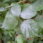 Rubus foliosus Blatt