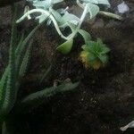 Graptopetalum macdougallii Leaf