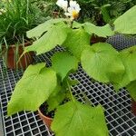 Sparrmannia africana ശീലം