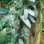 Vanilla planifolia Φύλλο