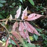 Begonia macrocarpa Yaprak