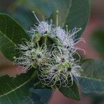 Maerua bussei Floro