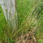 Juncus effusus عادت داشتن