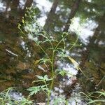 Ranunculus pensylvanicus