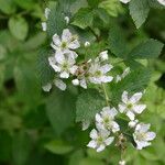 Rubus pensilvanicus Flor