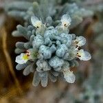 Teucrium capitatum Flower