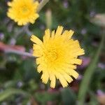 Pilosella officinarum Flower