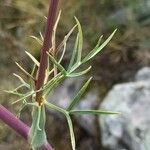 Seseli gummiferum 葉