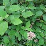 Hydrangea cinerea Fruit