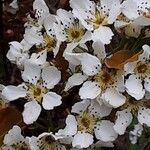 Pyrus pyrifolia Flower