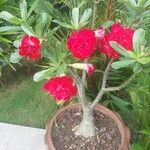 Adenium obesumYaprak