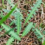 Cirsium filipendulum Lapas