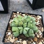 Conophytum bilobum 葉