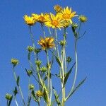 Helianthus nuttallii Цвят