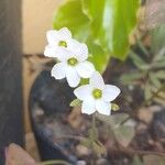 Oxalis triangularisBloem