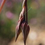 Tuberaria lignosa Flower