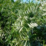 Astragalus trimestris Hàbitat