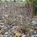 Sideritis montana Celota