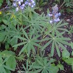 Lupinus argenteus Leaf