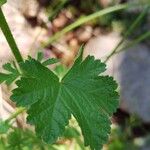 Malva setigera Blad