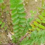 Brassica tournefortii Leaf