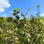 Ribes magellanicum Hoja