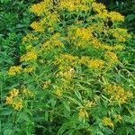 Senecio ovatusFlower