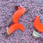 Erythrina lysistemon Virág