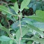 Heliotropium angiospermum Leaf