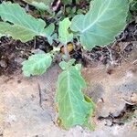 Brassica insularis Leaf